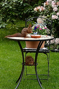 brown squirrel on top of table outdoors thumbnail