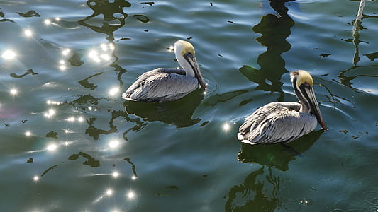 Gray and Black Birds on Body of Water thumbnail