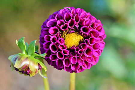 shallow focus photography of purple flwoers thumbnail