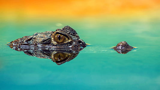 alligator in body of water thumbnail