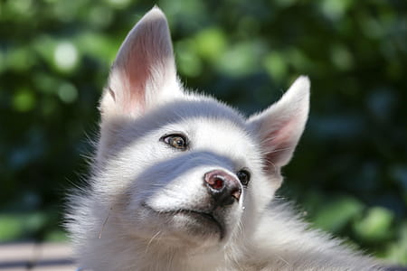 Slatted roof casts striped shadows on white puppy, outdoors. thumbnail