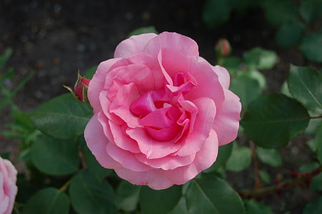closeup photography of pink rose thumbnail