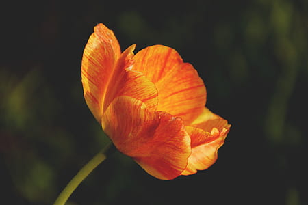 nature, garden, petals, plant thumbnail