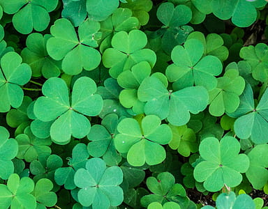 aerial view photography of green leafed plant thumbnail