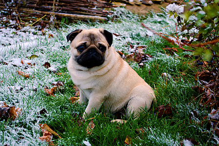 apricot Pug sits on grass field at daytime thumbnail