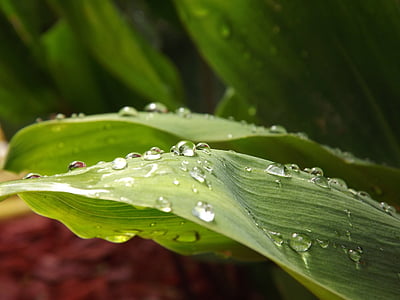 water drops on green plant leaf thumbnail