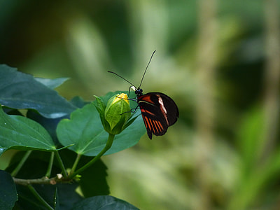 Butterfly, Passion Butterfly thumbnail
