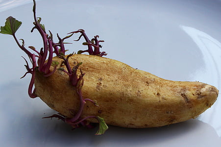 brown vegetable thumbnail