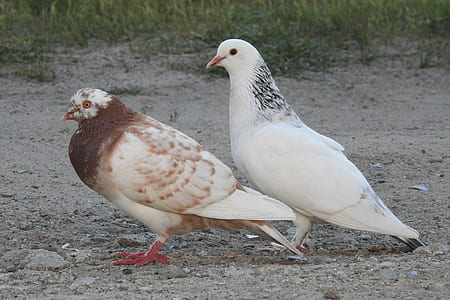 white and brown doves thumbnail