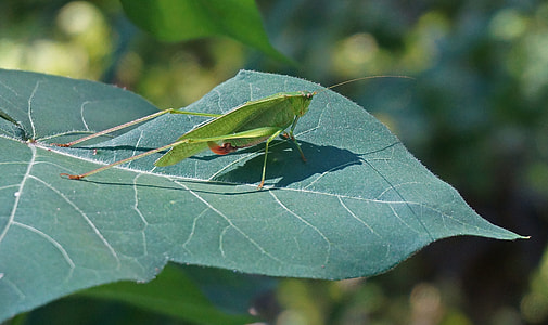 Grasshopper On Cotton, Grasshopper thumbnail