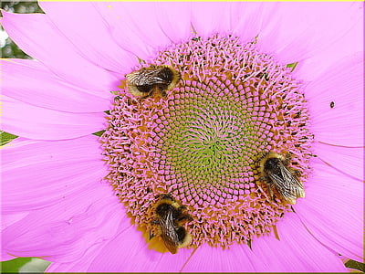 pink cosmos flower with three bees thumbnail
