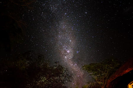 green trees under stary night thumbnail