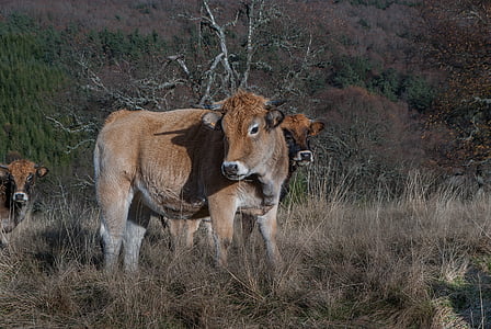 brown yak on grass thumbnail