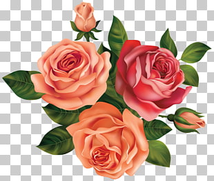 Rose Flower , Beautiful Roses , pink and red rose flowers PNG clipart