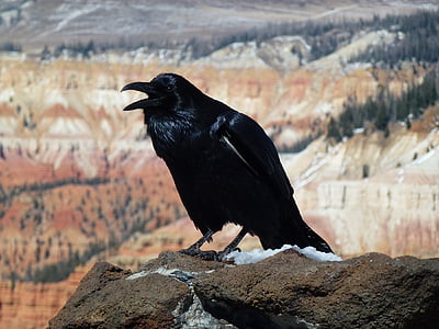 selective focus photography of crow thumbnail