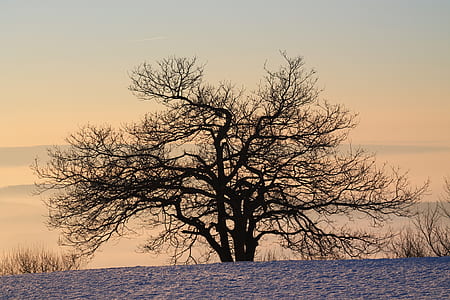 silhouette of bare tree thumbnail