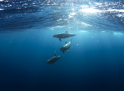 three whales swimming together during daytime thumbnail