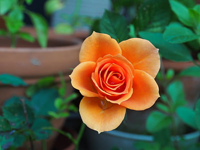 selective focus photo of orange rose flower thumbnail