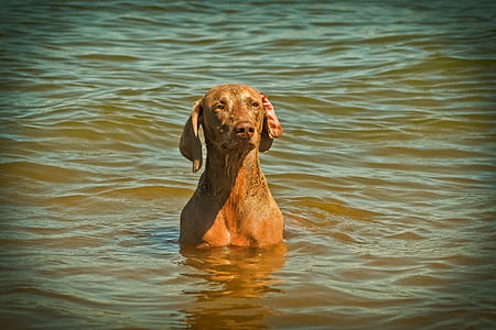 adult vizsla thumbnail