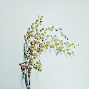 Dried Flowers, Simple But Elegant thumbnail