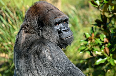 black gorilla thumbnail