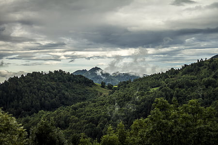 aerial photo of forest thumbnail