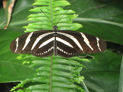 zebra longwing butterfly perching on leaf thumbnail