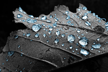 water drops on leaf thumbnail
