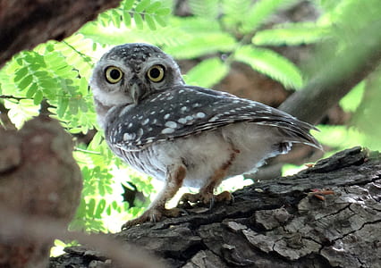 selective focus photography of gray owl thumbnail