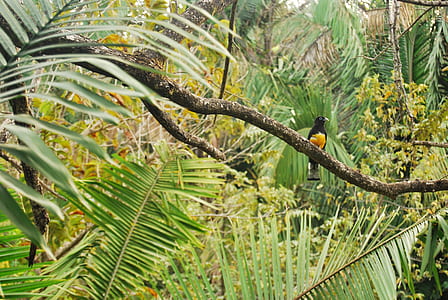 photo of black bird on trees thumbnail