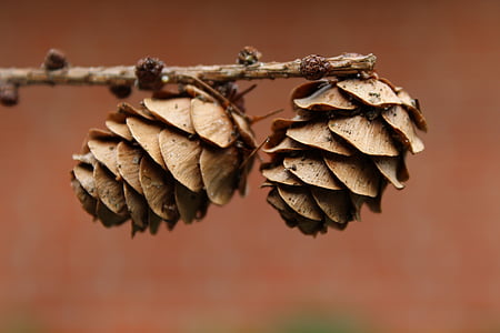 two pine cones thumbnail