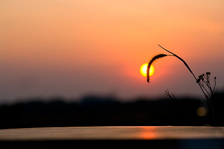 silhouette of plant during sunset thumbnail