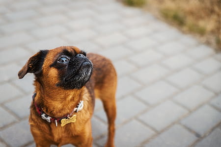 A small dog on the street thumbnail