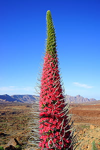 pink and green cactus under clear blue sky during daytime thumbnail