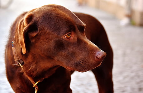 adult chocolate Labrador retriever thumbnail