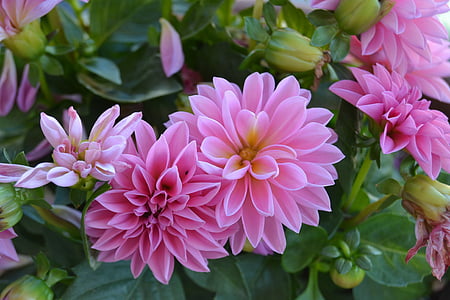 pink dahlia flowers in closeup photo thumbnail