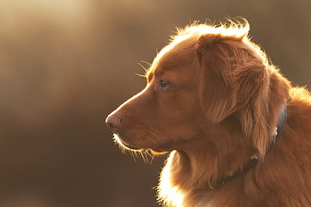 closeup photography of golden retriever thumbnail