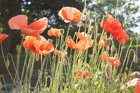shallow focus photography of orange flowers thumbnail