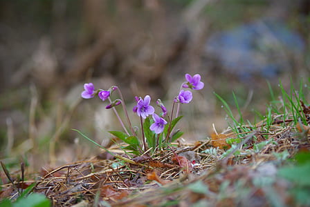 purple flowers on green grass thumbnail