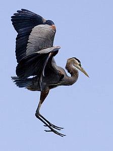 Great Blue Heron thumbnail