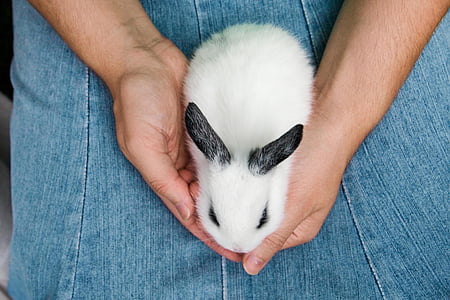 white and black bunny on denim bottoms thumbnail