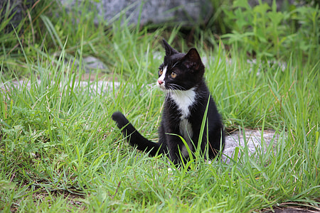 tuxedo kitten sitting on stone surrounded by grass thumbnail