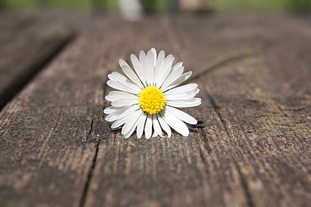 selective photography of white daisy flower thumbnail
