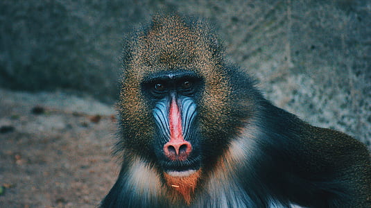 black and red baboon thumbnail