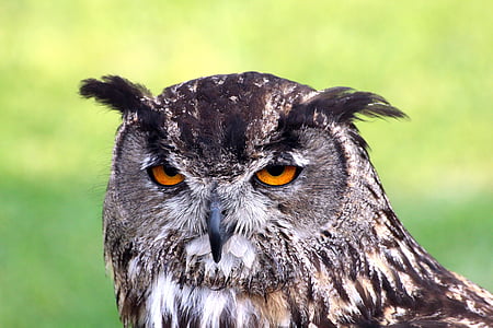 shallow focus photography of black and brown owl thumbnail