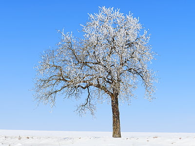 tree on snow covered field thumbnail