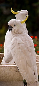 two white cockatoos sitting on bird bath during daytime thumbnail