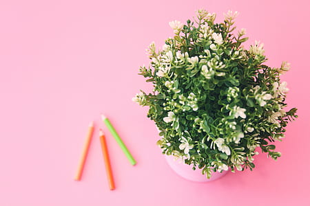 white petaled flower centerpiece beside three color pencils thumbnail