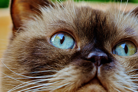brown and white cat close-up photo thumbnail