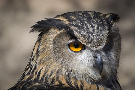 closeup photo of gray and black Owl thumbnail